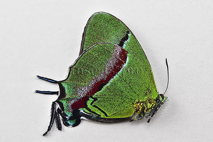 Evenus coronata ♂ GIANT SPECIMEN - Image 2