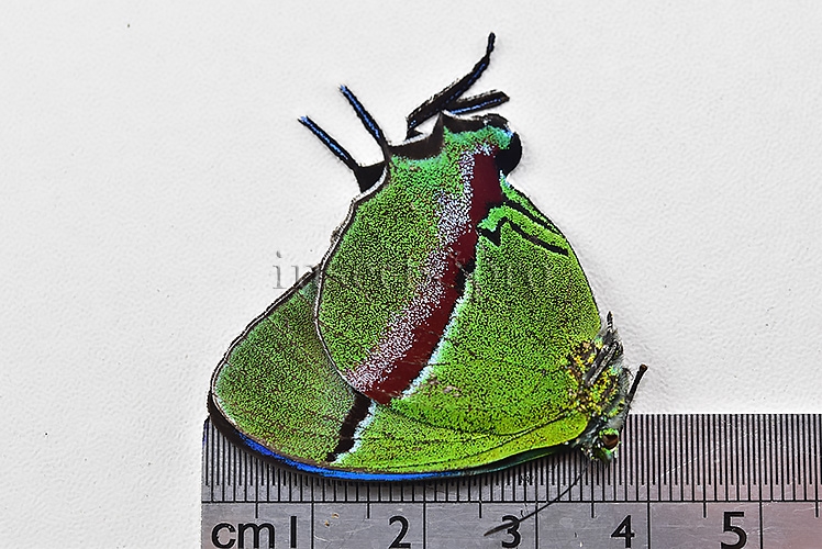 Evenus coronata ♂ GIANT SPECIMEN - Image 3