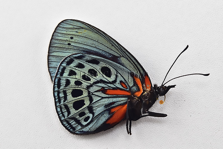 Asterope leprieuri optima A1 *GYNANDROMORPH* ⚥ SUPERB SPECIMEN - Image 2