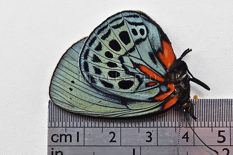 Asterope leprieuri optima A1 *GYNANDROMORPH* ⚥ SUPERB SPECIMEN - Image 3