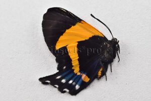 Ancyluris inca cacica A1 ♀ RARE