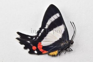 Ancyluris formosissima venerabilis A1 ♀