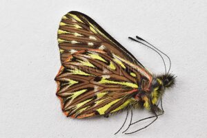 Catasticta sp. A1  BEAUTIFUL SPECIMEN
