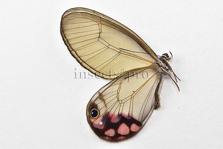 Cithaerias pyropina pyropina A1 ♂ PINKISH CLEARWINGS - Image 3