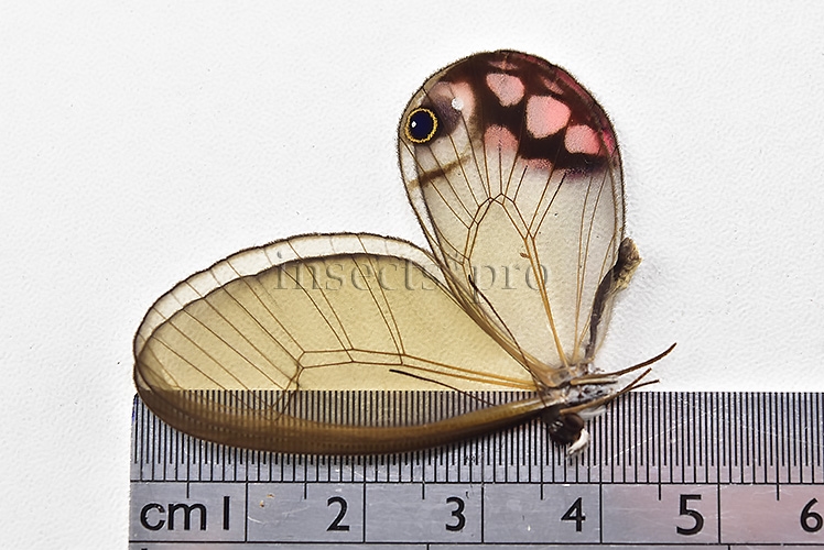 Cithaerias pyropina pyropina A1 ♂ PINKISH CLEARWINGS - Image 4