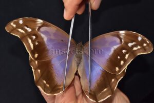 Morpho godartii tingomariensis A1 ♂ ABERRATION* SUPERB SPECIMEN