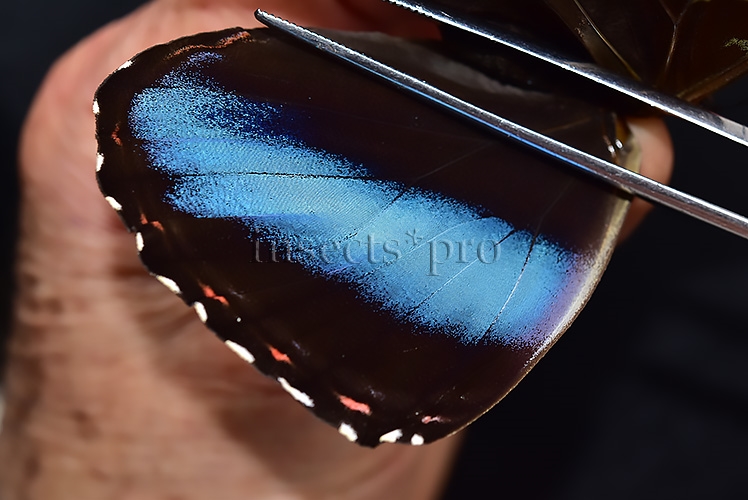 Morpho helenor lacommei A1 ♂ ABERRATION* - Image 4