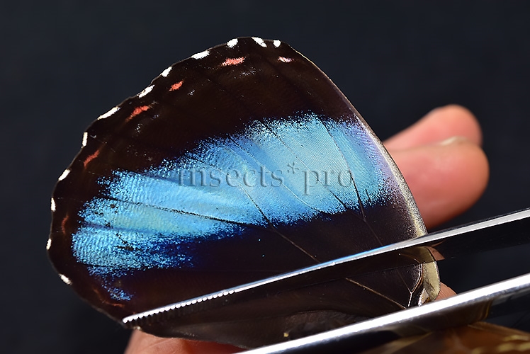 Morpho helenor lacommei A1 ♂ ABERRATION* - Image 5