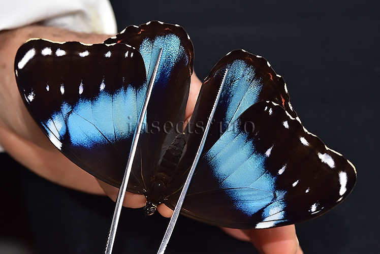 Morpho helenor lacommei A1 ♂ ABERRATION* - Image 7
