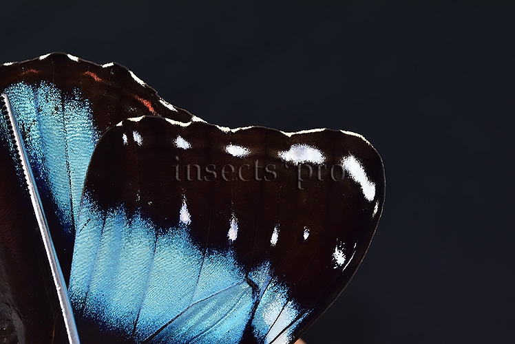 Morpho helenor lacommei A1 ♂ ABERRATION* - Image 6