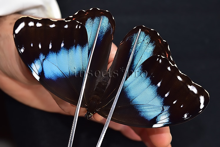Morpho helenor lacommei A1 ♂ ABERRATION*