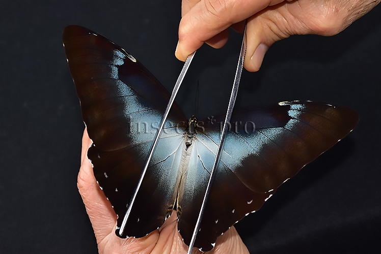 Morpho cisseis gahua f. gahua A1 ♂ LARGE SPECIMEN - Image 6