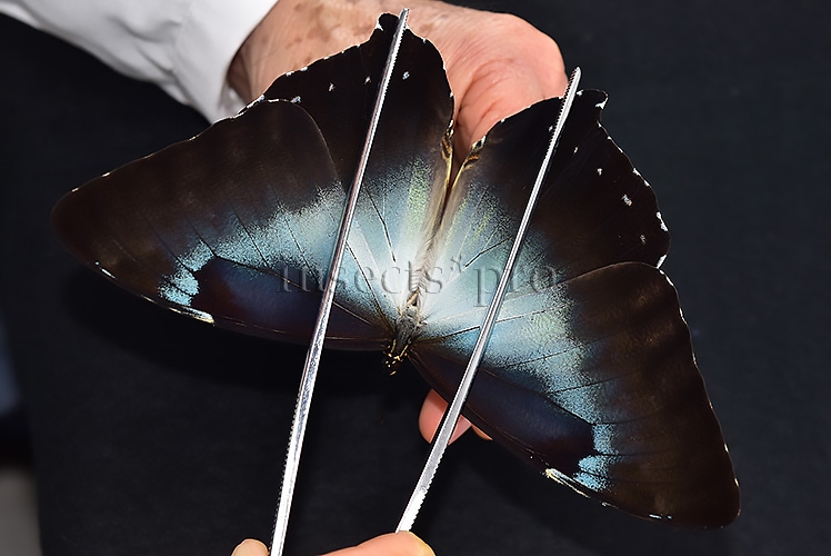 Morpho cisseis gahua f. gahua A1 ♂ LARGE SPECIMEN - Image 7