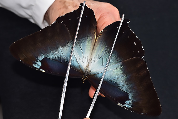 Morpho cisseis gahua f. gahua A1 ♂ LARGE SPECIMEN