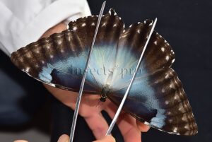Morpho cisseis gahua f. gahua A1 ♀ LARGE SPECIMEN