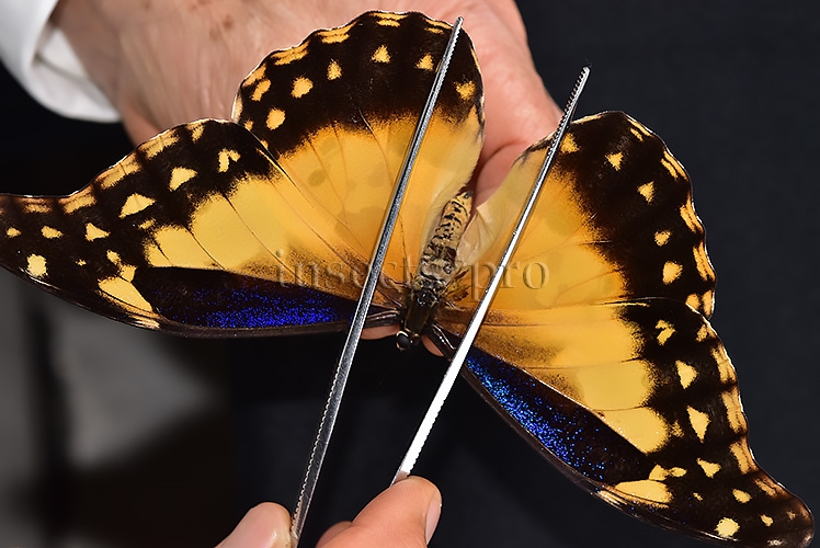 Morpho rhetenor helena A1 *GYNANDROMORPH* ⚥ "FROSTY" BLUE SCALES ON RECTO - Image 2