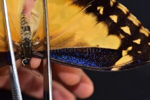 Morpho rhetenor helena A1 *GYNANDROMORPH* ⚥ "FROSTY" BLUE SCALES ON RECTO
