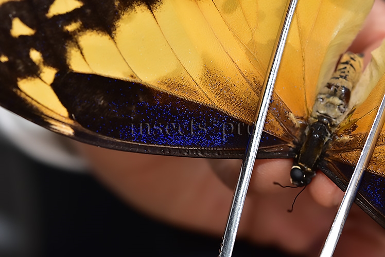 Morpho rhetenor helena A1 *GYNANDROMORPH* ⚥ "FROSTY" BLUE SCALES ON RECTO - Image 7