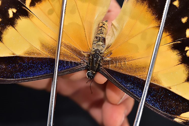 Morpho rhetenor helena A1 *GYNANDROMORPH* ⚥ "FROSTY" BLUE SCALES ON RECTO - Image 3