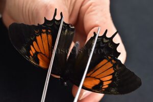 Pterourus cacicus inca A1 ♀ VERY LOW PRICE