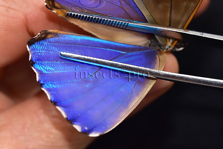 Morpho aurora aureola A1 ♂ RARE - Image 4