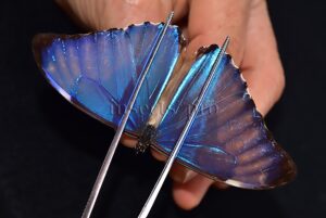 :::BULK SALE:::: Morpho aurora A1/A1- ♂ GOOD PRICE
