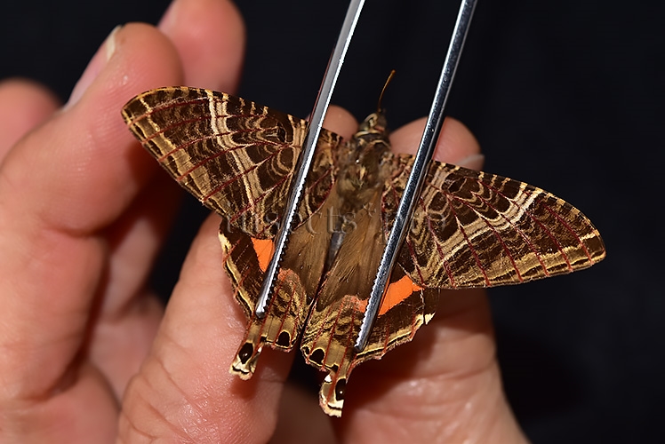 Homidiana sp. RARE - Image 7