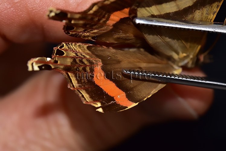Homidiana sp. RARE - Image 6