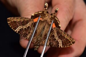Homidiana sp.  RARE