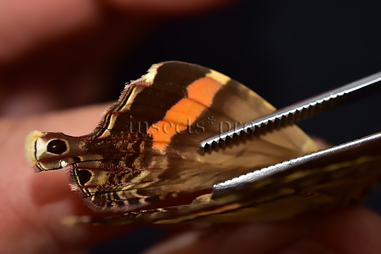 Homidiana sp. RARE - Image 6