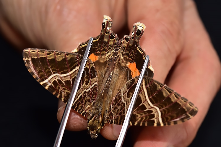 Homidiana sp. RARE
