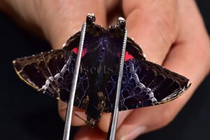 Homidiana sp.  RARE PURPLE
