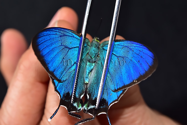 Evenus coronata ♂ GIANT SPECIMEN