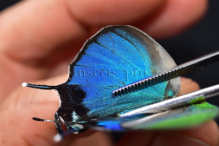 Evenus coronata ♂ GIANT SPECIMEN - Image 5