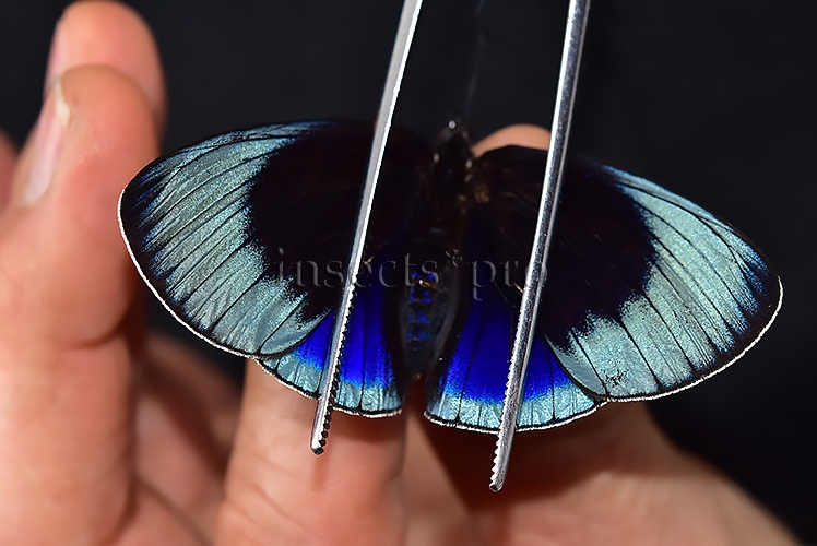 Asterope leprieuri optima A1 *GYNANDROMORPH* ⚥ SUPERB SPECIMEN - Image 6