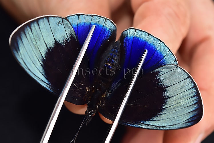 Asterope leprieuri optima A1 *GYNANDROMORPH* ⚥ SUPERB SPECIMEN