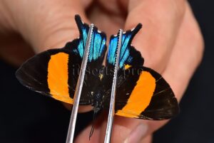 Ancyluris inca cacica ♀ RARE
