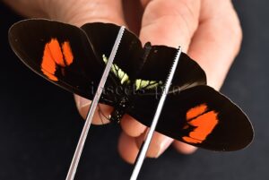 Heliconius sp. A1 HYBRID* RARE