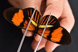 Heliconius melpomene amaryllis x aglaope f. pseudopenelamanda A1 HYBRID* RARE