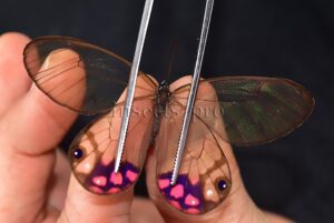 Cithaerias pyropina pyropina A1 ♂ PINKISH CLEARWINGS