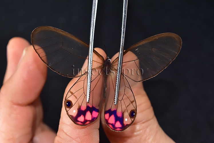 Cithaerias pyropina pyropina A1 ♂ PINKISH CLEARWINGS - Image 2