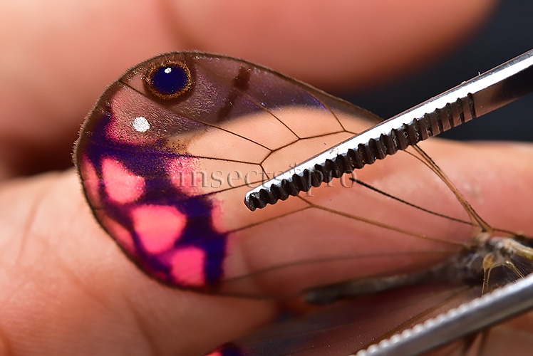 Cithaerias pyropina pyropina A1 ♂ PINKISH CLEARWINGS - Image 6