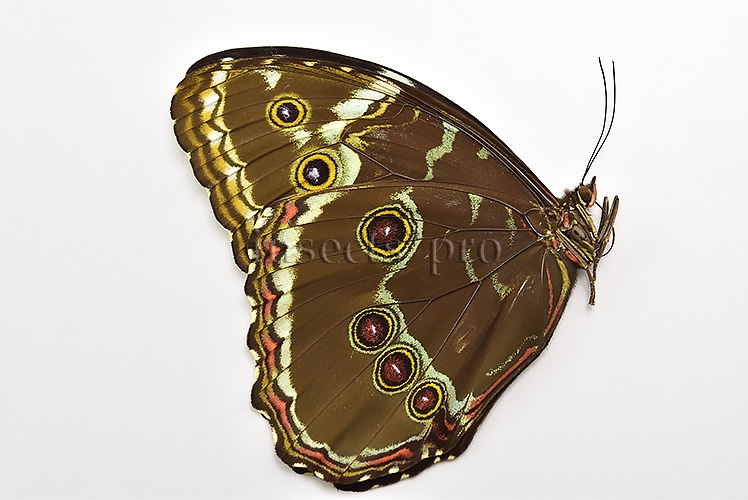 :::BULK SALE:::: Morpho helenor lacommei A1 ♀ - Image 2