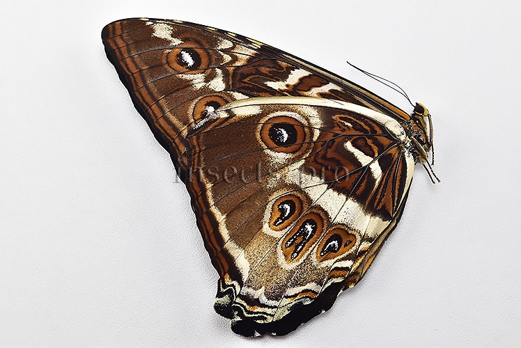 Morpho cisseis gahua f. phadena ♂ - Image 2