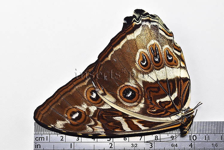 Morpho cisseis gahua f. phadena ♂ - Image 3
