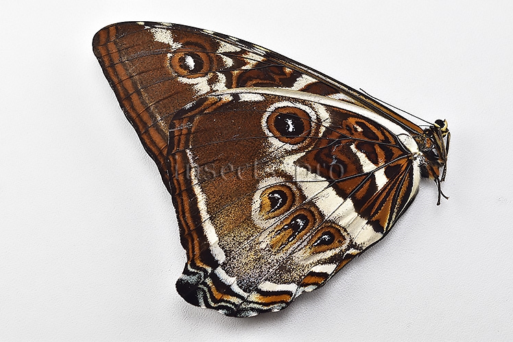 Morpho cisseis gahua f. phadena ♂ - Image 2