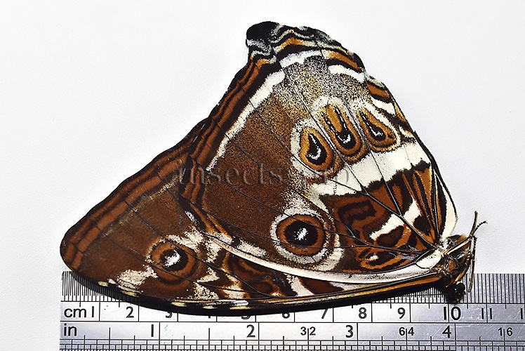Morpho cisseis gahua f. phadena ♂ - Image 3