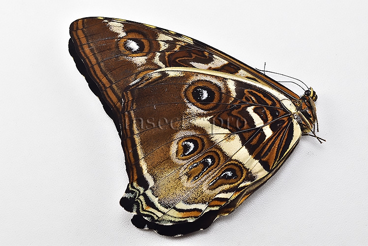 Morpho cisseis gahua f. phadena ♂ - Image 2