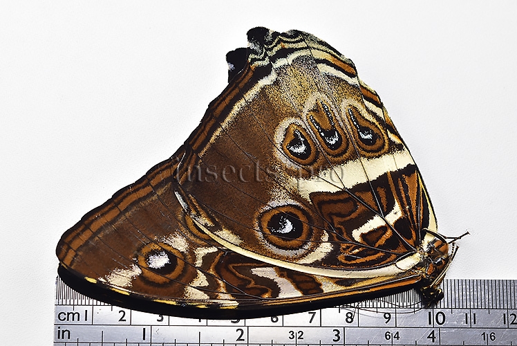 Morpho cisseis gahua f. phadena ♂ - Image 3
