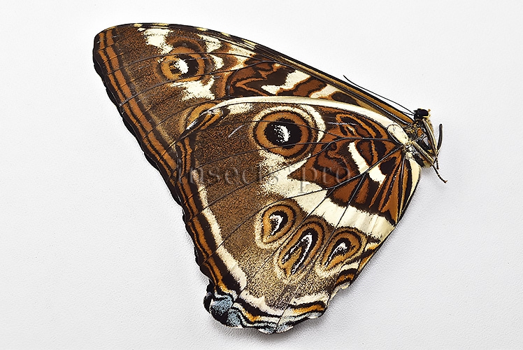 Morpho cisseis gahua f. phadena ♂ - Image 2